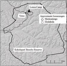 Image result for Allophylus congolanus