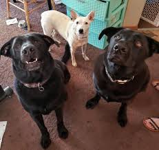 Stormy's Animal Care