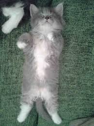 Black And White Kittens For Sale Essex Grey Fluffy Half Persian Kittens 6 Weeks Old Dagenham Essex Pets4homes Persian Kittens Tabby Cat Cat Allergies