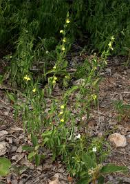 Image result for Justicia odora