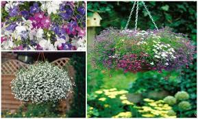 À vous de jouer ! Plantes Retombantes Vivaces Ou Fleurs Retombantes Pour Un Exterieur Fleuri