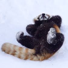 Pin By Crystal Golden Hann On Pandas In 2020 Red Panda Baby Red Panda Cute Animal Pictures