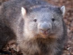Mass Grave Of Giant Wombats Discovered In Australia Cute Wombat Wombat Facts Wombat
