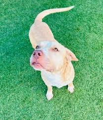 Are female dogs more independent than males?