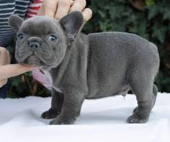 My stella was bred to a beautiful cream male (ziggy). French Bulldog Puppies For Sale East Lansing Mi 141624