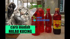 Setiap pemilik rumah pasti akan rungsing sekiranya kehadiran ribuan serangga memenuhi ruang rumah. Guna Air Sirap Halau Kucing Hidroponik Hobihidroponik Youtube