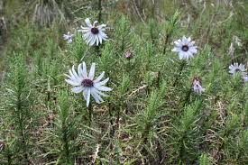 Image result for Berkheya spekeana