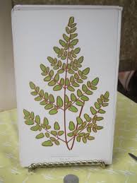 Image result for Cheilanthes botswanae