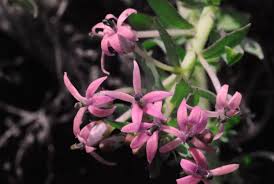 Image result for Lobelia chireensis