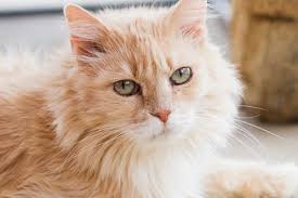 What is the best cat food for kidney disease? Cat Kidney Disease Causes Signs Treatment Best Friends Animal Society