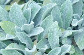 Silver is complementary to blues, greens, and magenta colors. 16 Silver Foliage Plants To Brighten Your Landscape