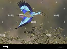 Image result for Tricliceras lobatum