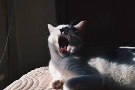 My flutd cat is allergic to fleas, so he will get ulcers on his lips and gums from reaction to the fleas. Cat Licking Lips Find Out The Reasons Why