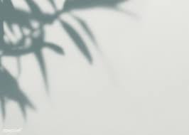 Download Premium Psd Of Shadow Of Leaves On A Wall 556160 Shadow Plants Shadow Shadow Photos