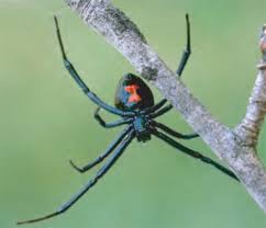 Black widow spiders are not aggressive and will only bite as a defense mechanism. Animal Facts Black Widow Spider Canadian Geographic
