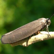 Image result for Hermannia parvula