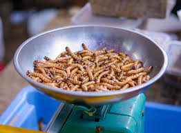 Check spelling or type a new query. Maggots And Modern Medicine Why They Re Making A Comeback Thrillist