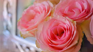 Sunflower sunset wallpaper phone for desktop wallpaper « long wallpapers. Flower Nature Plant Colorful Beautiful Flowers Wallpapers Hd Desktop And Mobile Backgrounds