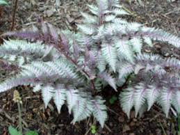 Image result for Athyrium newtonii