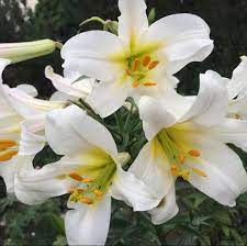Pin On Wedding Flowers