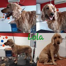 Obtener los 5 mejores cuidadores perro cercanos con sólo una solicitud. Peluqueria Canina Segovia