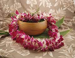 Plumeria plants (plumeria sp), which are also known as lei flowers and frangipani, are actually small trees that are native to tropical regions. What Flowers Are Used To Make Hawaiian Leis Aloha Island Lei