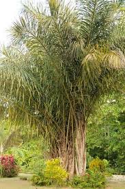 Image result for Raphia farinifera