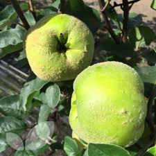 The raw fruit is a source of food. Dwarf Quince Leskovacz Fruit Trees For Sale Self Fertile