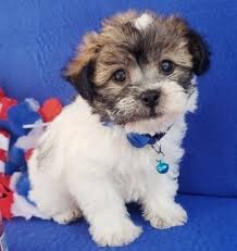 Yoodle yorkapoo yorkipoo yorkerpoo yorkiepoo yorkiepoopoo yorkiedoodle miniature cheerful, loving, and sassy are all words to describe a yorkie poos personality! Yorkie Poo Puppies For Sale In United States Canada Australia Europe