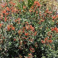 Image result for Dicliptera laxata