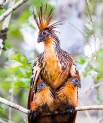Discover what bird talons are made of, how different birds use talons, and how these claws can be useful for identification. What Is The Actual Colour Of The Bird Phoenix Quora