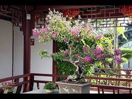 This wont really be a bonsai but i've been wanting to get creative with this crepe myrtle out back. Crepe Myrtle Bonsai Lagerstroemia Indica Youtube