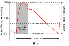 cv physiology arterial and aortic pulse pressure