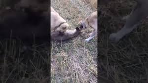 Turkish Kangal Vs Wolf 2020 Turkish Shepherd Dog Vs Wolf 2020 Wolf Killer Youtube