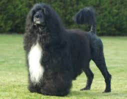 The akc recognizes three colors for the portuguese water dog: Portuguese Water Dog Breeders Puppies Canada Canadian Dogs