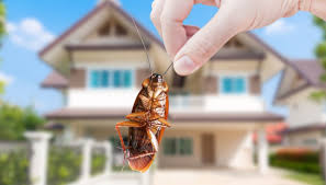 Come togliere le pulci in casa? Pulci In Casa Rimedi Per Eliminarle Definitivamente