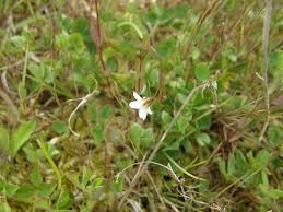 Image result for Hugonia elliptica