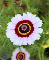 Image result for Glebionis carinata `German Flag`