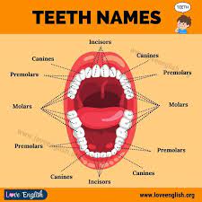 Teeth Names 4 Different Types Of Human Teeth And Their Functions Love English English Vocabulary Words Learning Interesting English Words Learn English