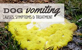 Cats can have food sensitivities, which can cause them to vomit. Dog Vomiting Causes Diagnosis Treatment And Related Symptoms Caninejournal Com