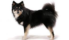 Researchers three dogs, named kossi, et and miina, have sniffed swabs taken from 2,200 passengers in the month since the testing booth was set up at the airport's arrivals hall. Finnish Lapphund Breed Information