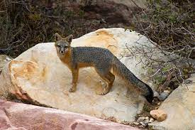 Finally saw a california gray fox! Gray Fox Animal Tracks And Signs By Beartracker Wildlife Tracking Inaturalist