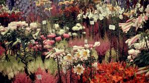 By frances perry at the best online prices at ebay! Iconic Plants Of Chelsea Rhs Lindley Library Digital Collections Rhs Gardening