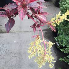 Image result for Iresine herbstii