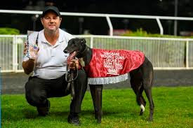 Saffron Bale Greyhound