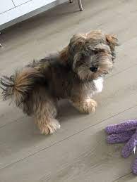 The dogs were bred only for the ruling class, wherein. Pin On Havanese