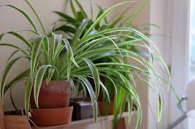 Image result for Chlorophytum comosum