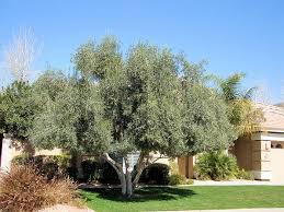 Fruitless Olive Trees For California Landscapes And Gardens Cse For Landscape Architects Olive Trees Landscape Xeriscape Landscaping Tuscan Landscaping