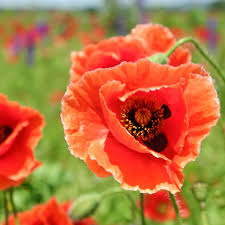 Check spelling or type a new query. A Pursuit Of Texas Wildflowers And Non Wild Flowers The Texasian Travels
