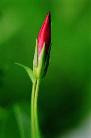 Make sure your device has the latest version of ios or ipados, or macos. File Flower Bud Jpg Wikipedia